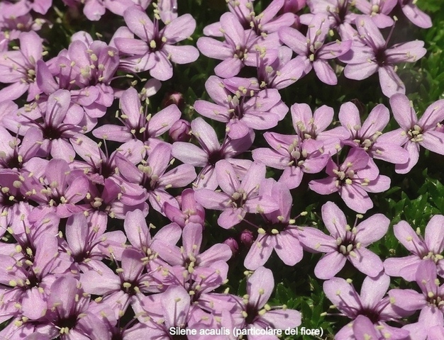 Orchidee e fiori del Monte Vettore e del Lago di Pilato � 26 giugno 2025.